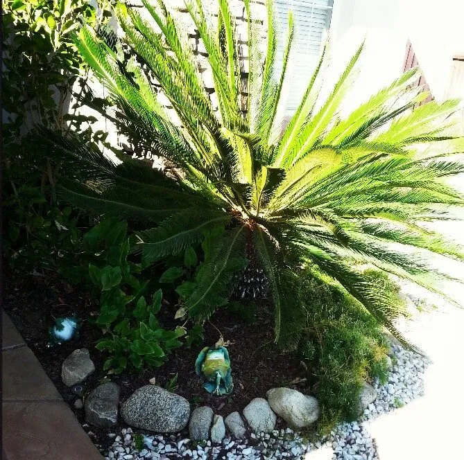 Reliable yard cleanup service for homes in Colton, CA by Aldama's Gardening Service