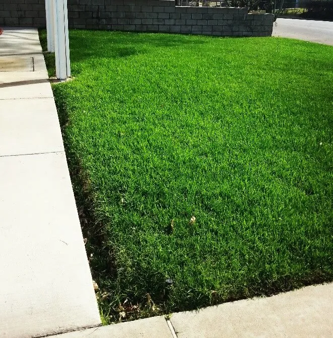 Trusted garden landscaping for beautiful yards across Colton, CA - Aldama's Gardening Service