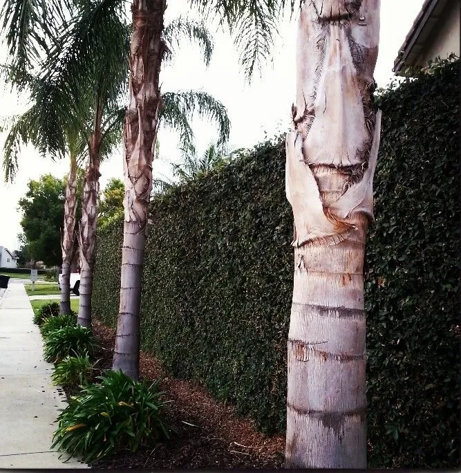 Affordable landscaping services for outdoor upgrades across Colton, CA - Aldama's Gardening Service