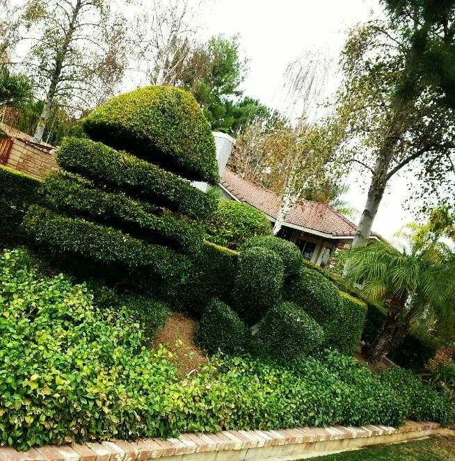 Professional yard cleanup service with custom design across Colton, CA - Aldama's Gardening Service