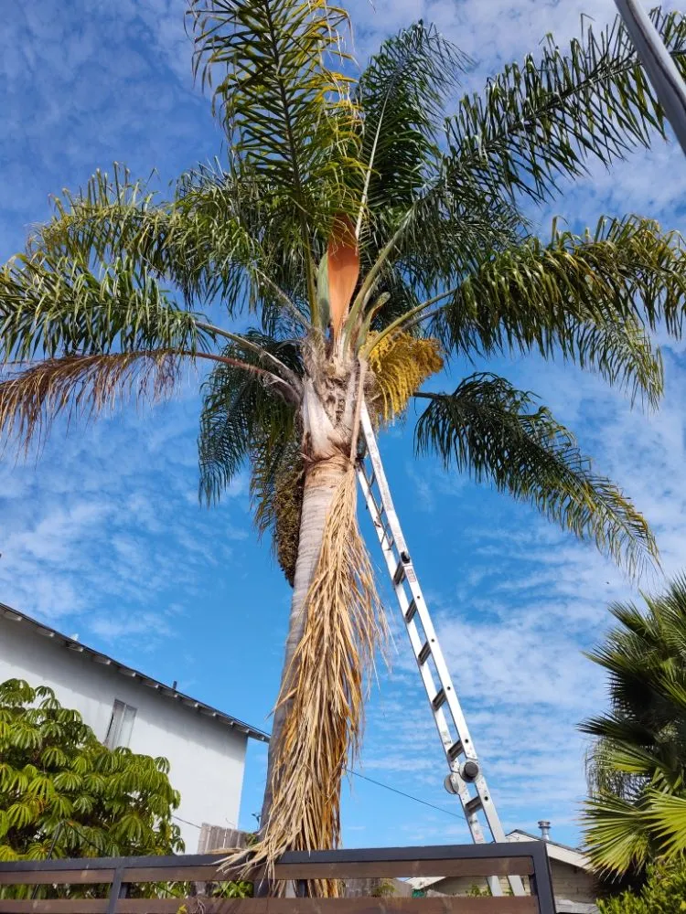 Local lawn care service in San Diego, CA - Aldape G Landscaping