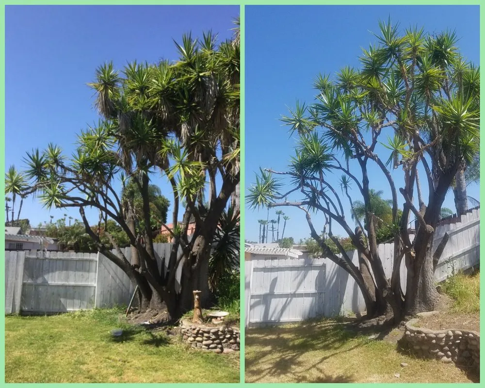 Local yard cleanup service near you across San Diego, CA - Alde Landscaping