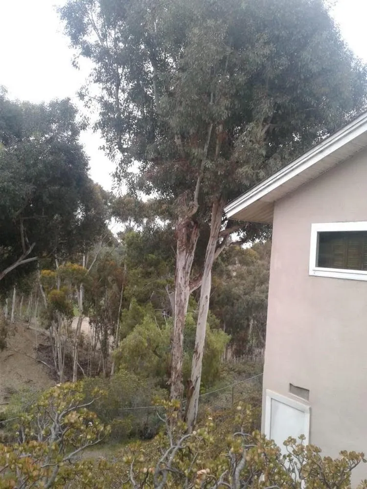 Affordable yard cleanup service for homes in San Diego, CA by Alde Landscaping