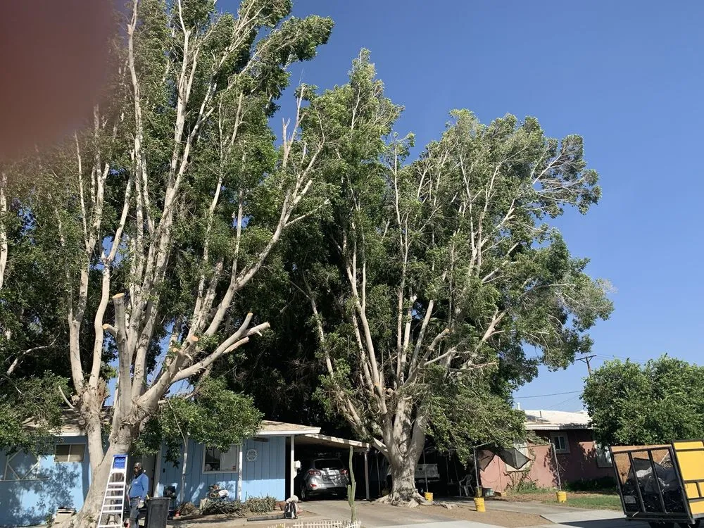 Reliable garden landscaping for beautiful yards across Thousand Palms, CA - Aldo Torres Gardening And Landscaping