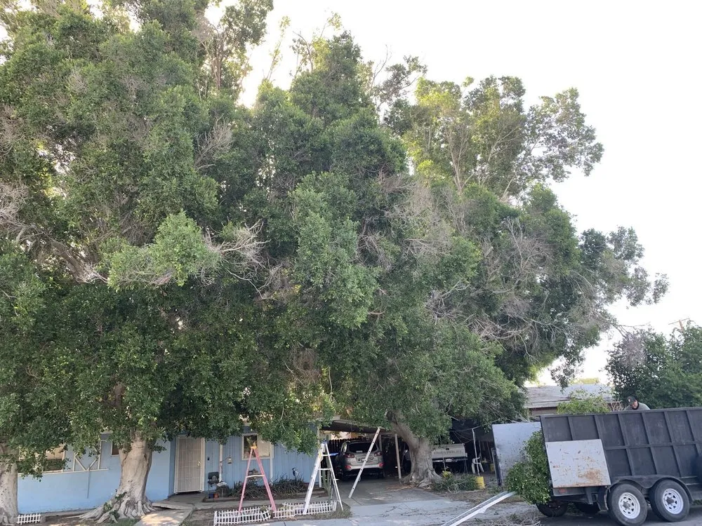 Affordable lawn mowing service in Thousand Palms, CA - Aldo Torres Gardening And Landscaping