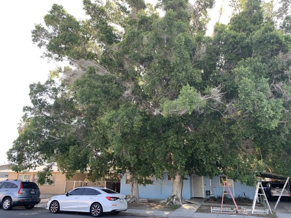 Professional outdoor landscaping experts serving Thousand Palms, CA - Aldo Torres Gardening And Landscaping