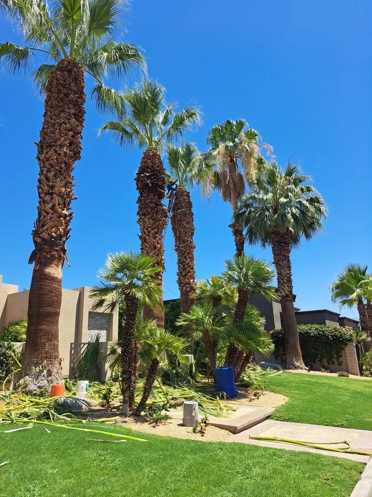 Expert lawn care service for residential properties across Thousand Palms, CA - Aldo Torres Gardening And Landscaping