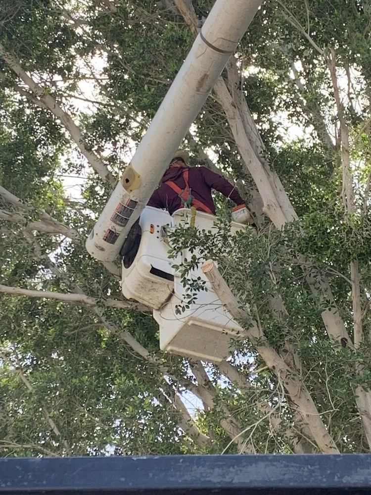 Affordable residential landscaping in Thousand Palms, CA - Aldo Torres Gardening And Landscaping