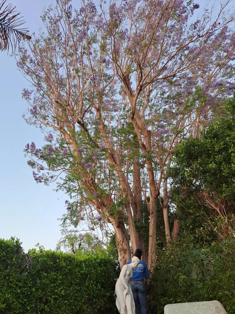 Affordable lawn mowing service for residential properties across Thousand Palms, CA - Aldo Torres Gardening And Landscaping