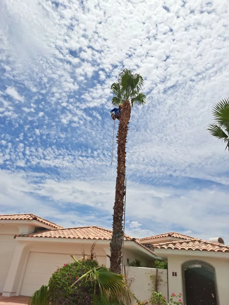 Top-rated lawn mowing service in Thousand Palms, CA - Aldo Torres Gardening And Landscaping