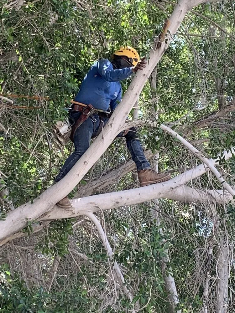 Expert landscape installation near you in Thousand Palms, CA by Aldo Torres Gardening And Landscaping