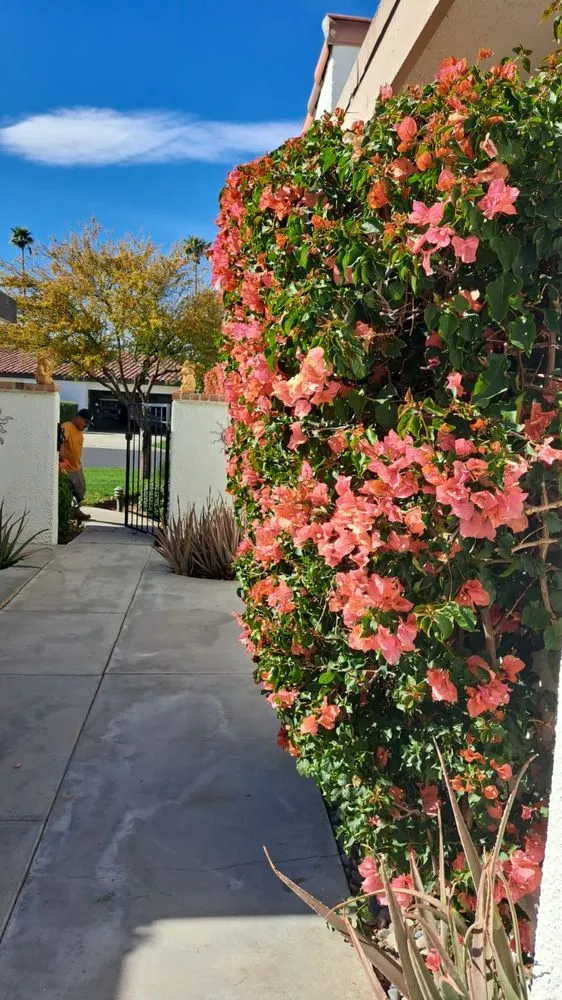 Expert landscaping services for year-round maintenance in Thousand Palms, CA by Aldo Torres Gardening And Landscaping