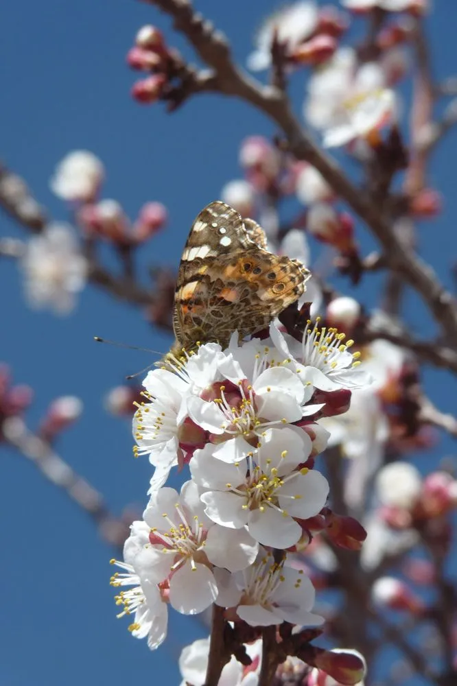 Professional yard cleanup service experts serving Taos, NM - Aldo's Arbor