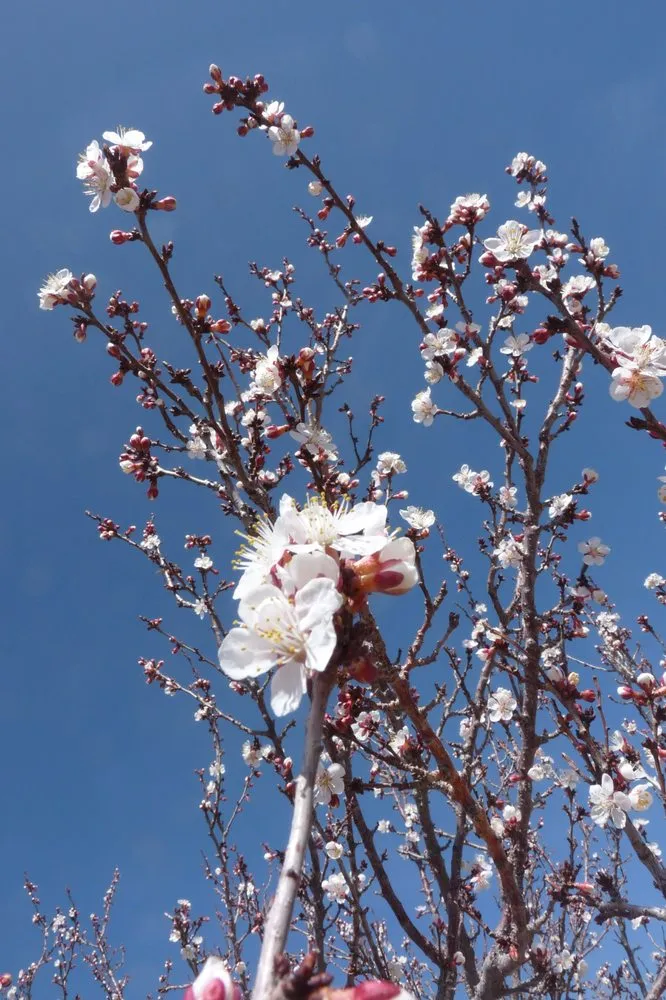 Affordable lawn mowing service with custom design across Taos, NM - Aldo's Arbor