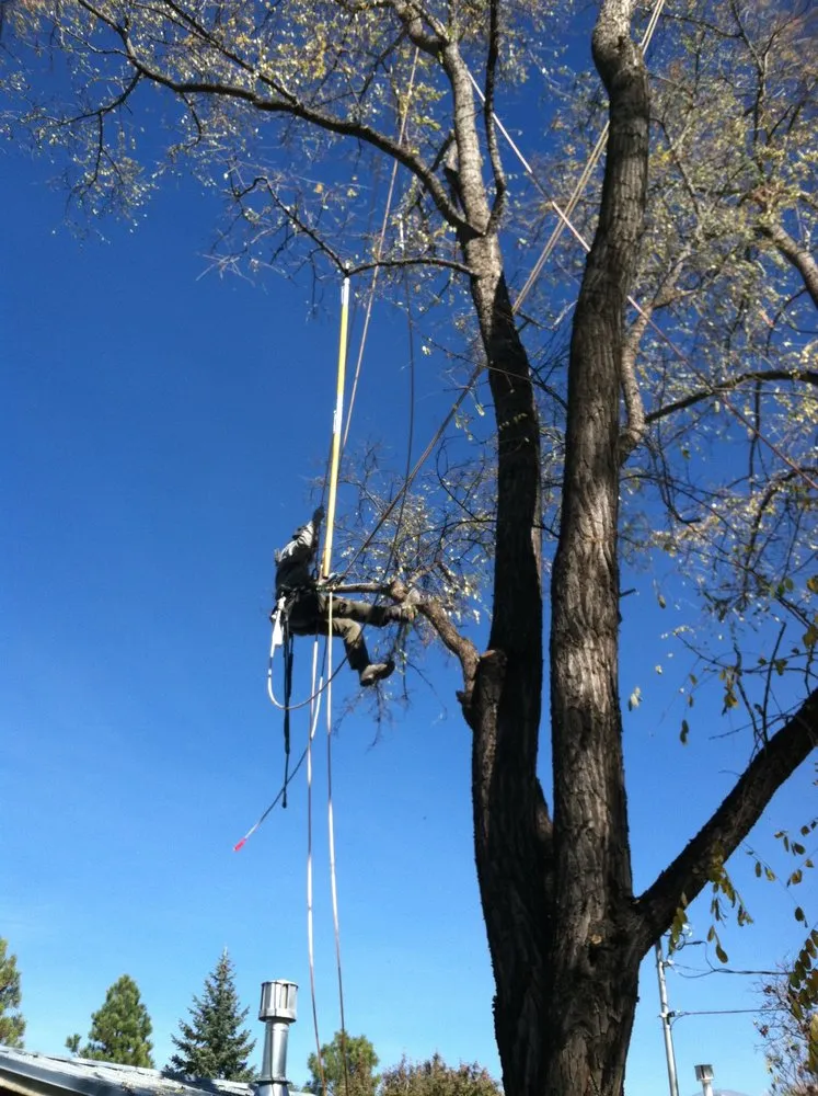 Affordable yard cleanup service in Taos, NM by Aldo's Arbor