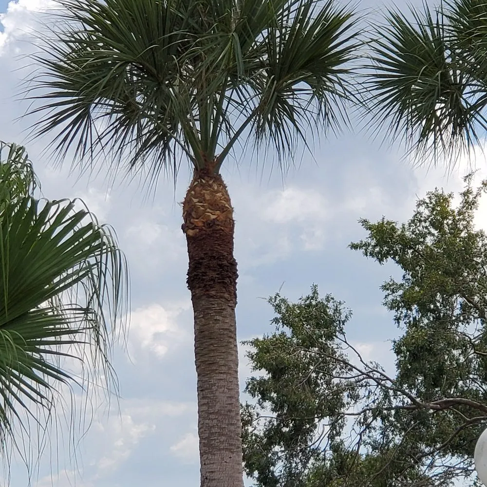 Professional landscaping services in Saint Petersburg, FL - Aldo's Lawn Service & Landscaping