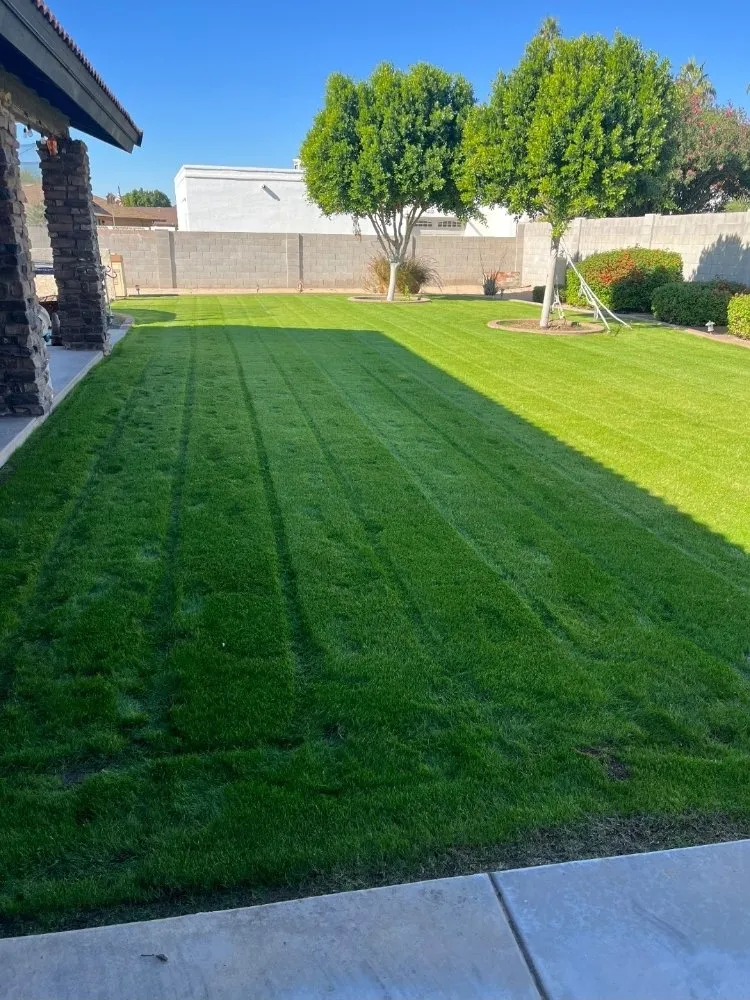 Reliable lawn care service for beautiful yards in Surprise, AZ by Aldrete's Landscaping