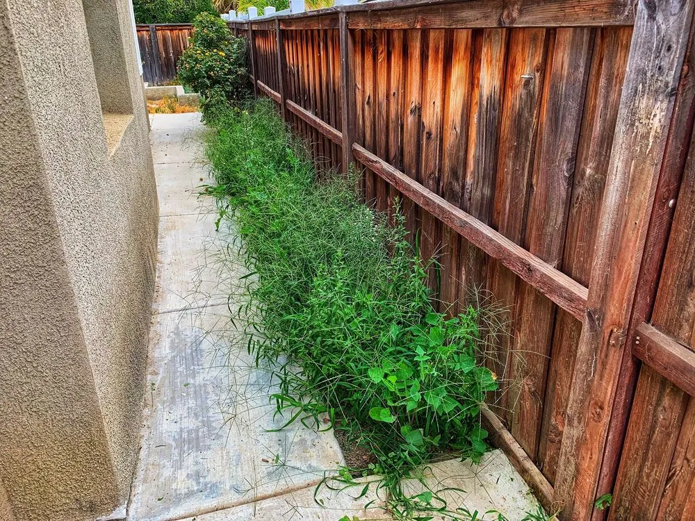 Professional yard cleanup service in Hemet, CA by Alee’s Lawn Care