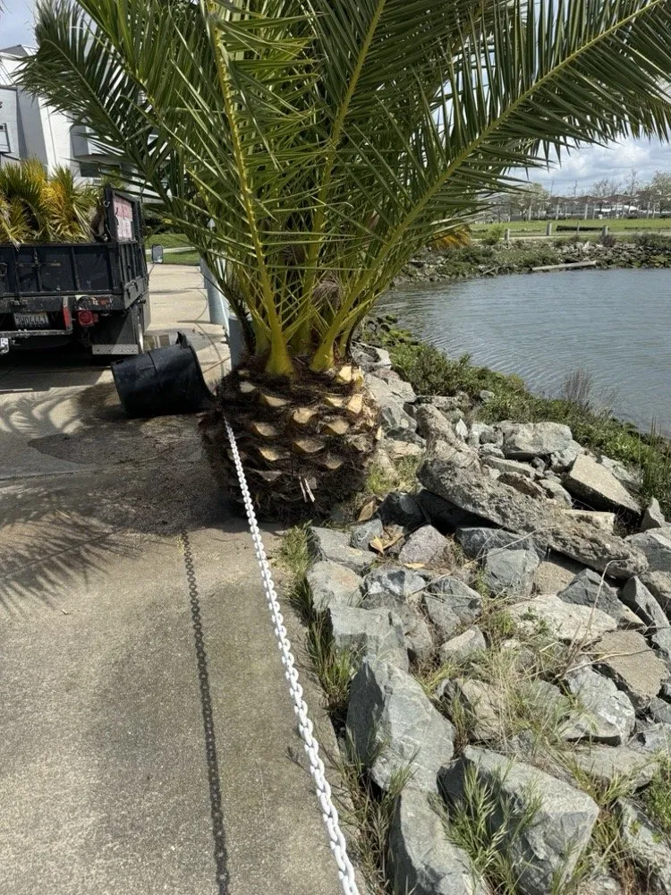 Professional yard cleanup service in Richmond, CA by Alegria Segovia Landscaping