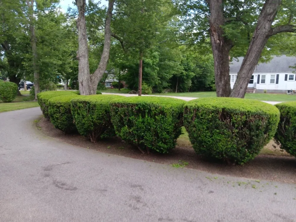 Custom lawn care service in Framingham, MA - Aleixo Pc