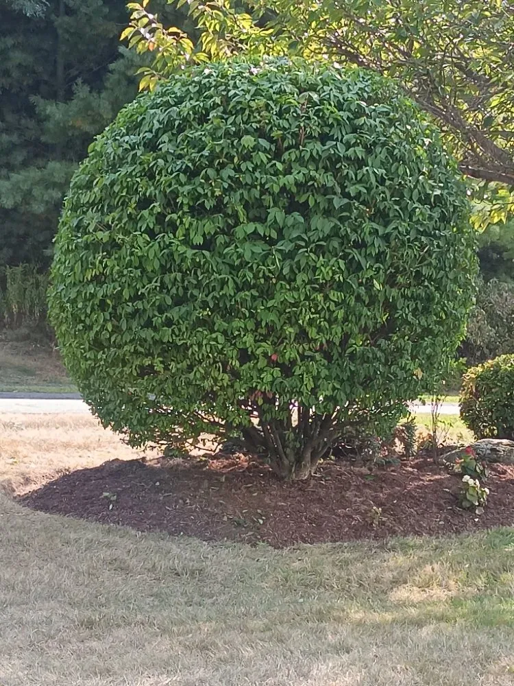 Trusted landscaping services in Framingham, MA by Aleixo Pc