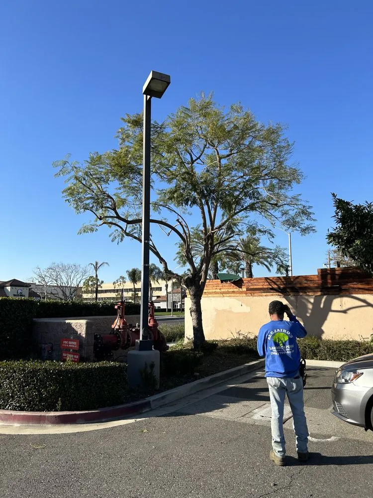 Top-rated yard cleanup service in Huntington Park, CA - Alejairos landscaping