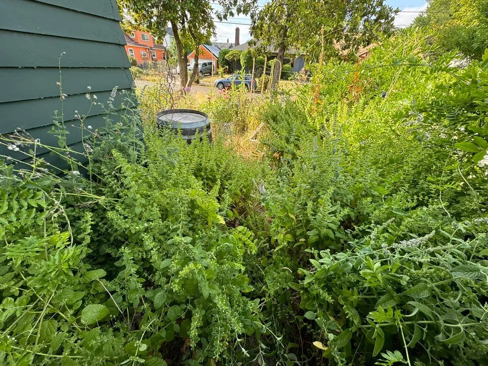 Custom lawn care service in Beaverton, OR by Alejandres Landscaping