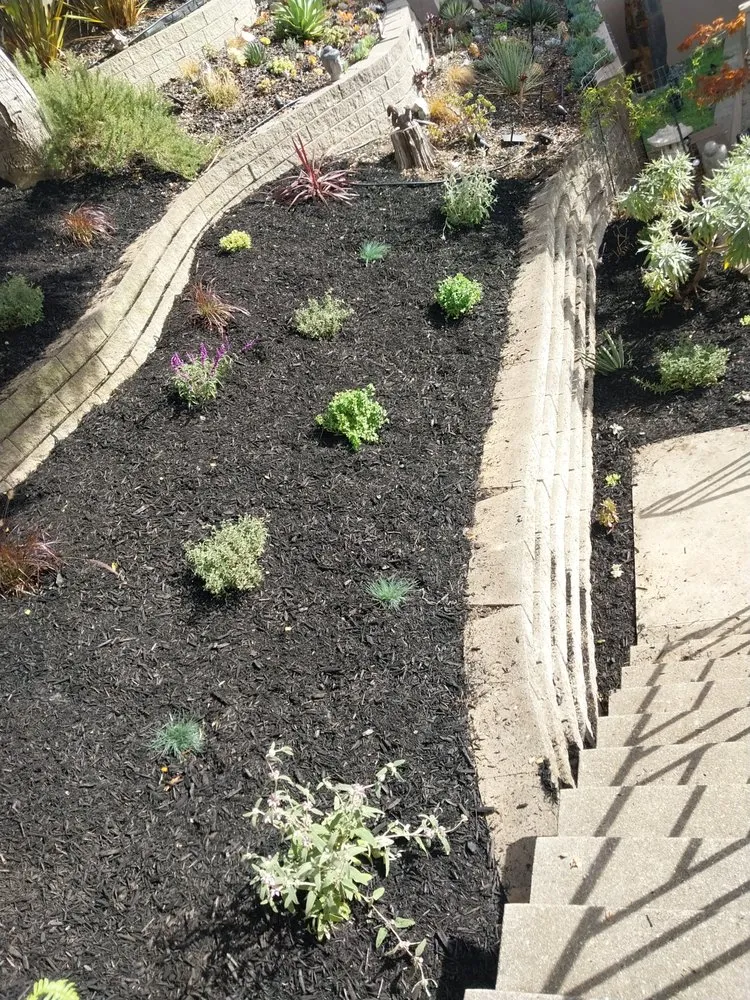 Trusted yard cleanup service in Hayward, CA by Alejandre's Landscaping