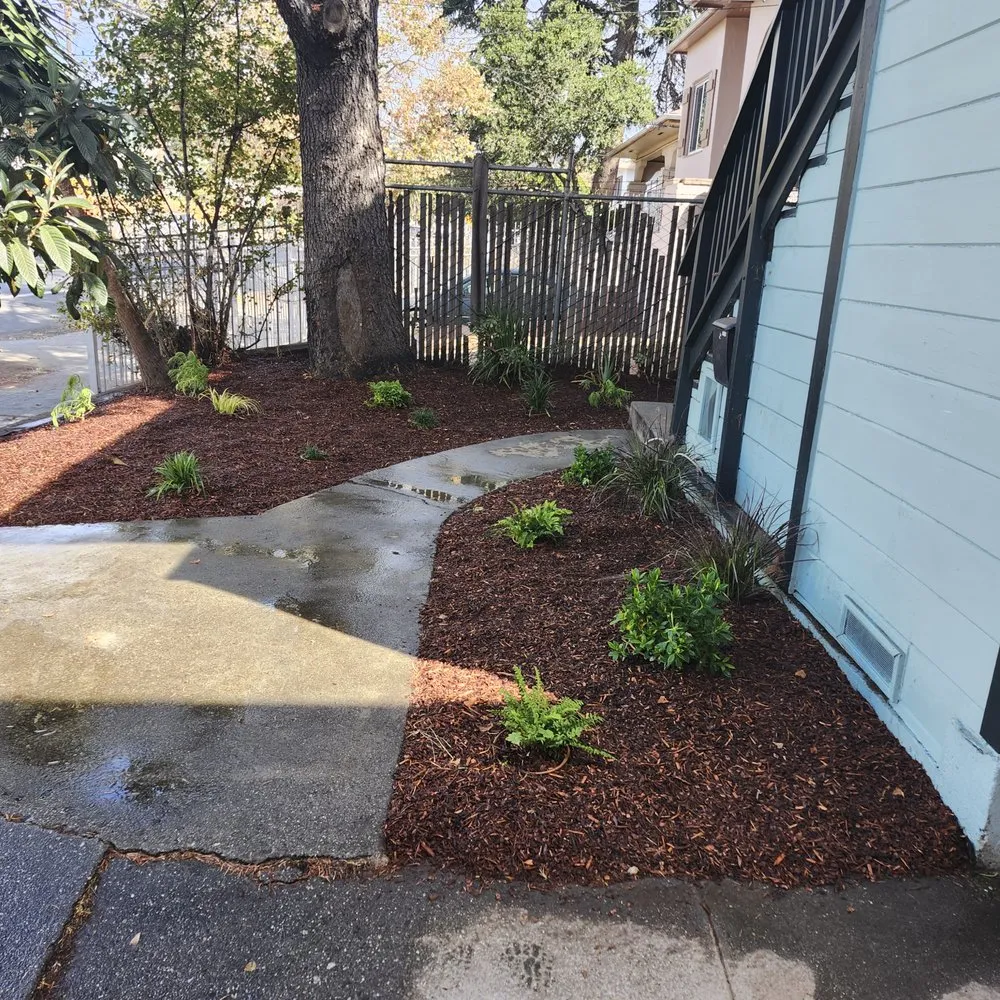 Trusted lawn mowing service experts serving Hayward, CA - Alejandre's Landscaping