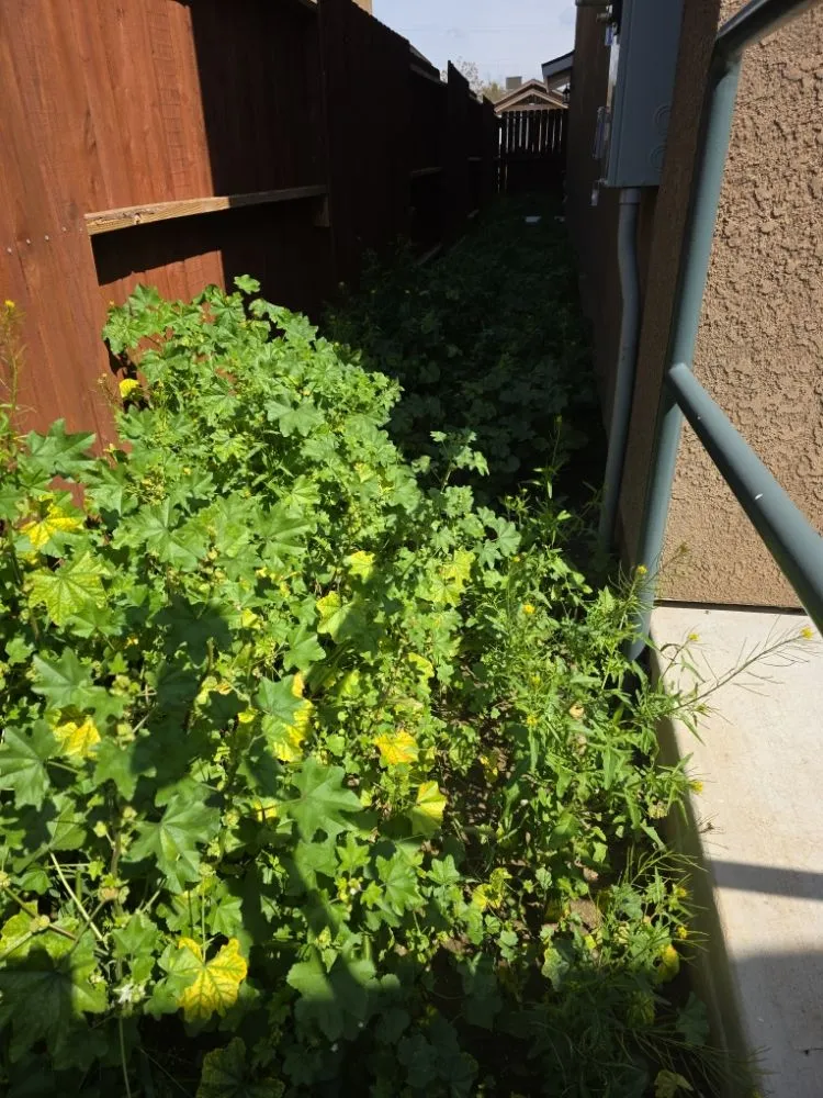 Trusted garden landscaping for outdoor upgrades in Bakersfield, CA by Alejandres Lawn Care