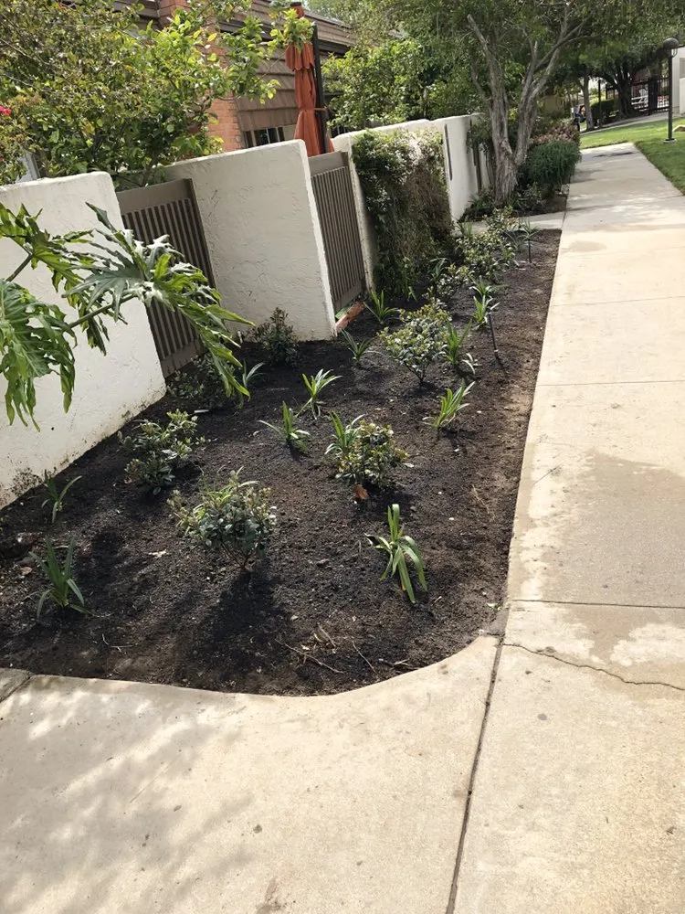 Custom landscape design in Los Angeles, CA by Alejandro