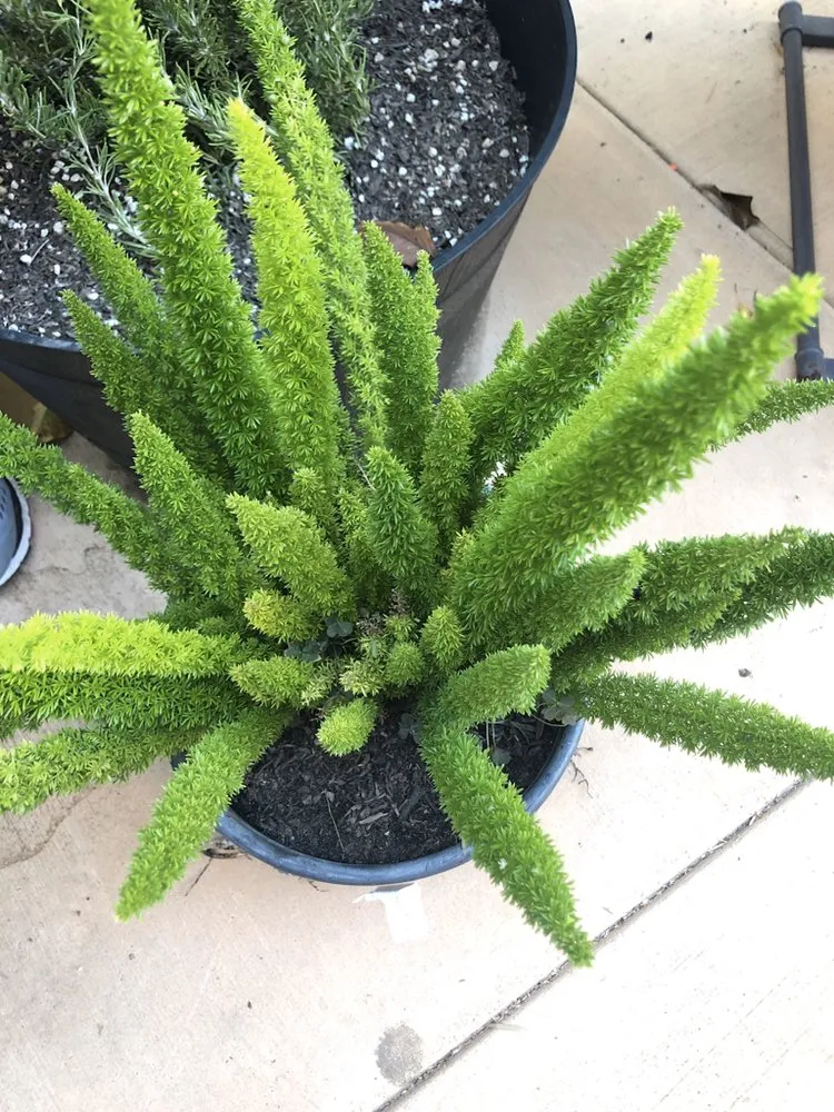 Affordable landscape design experts serving Los Angeles, CA - Alejandro