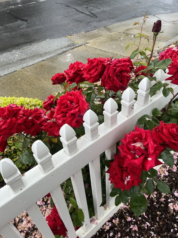 Top-rated yard cleanup service in Redwood City, CA - Alejandro’s Garden And Landscaping