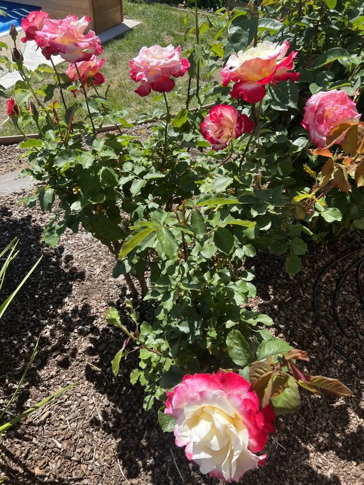 Trusted landscape design experts serving Redwood City, CA - Alejandro’s Garden And Landscaping