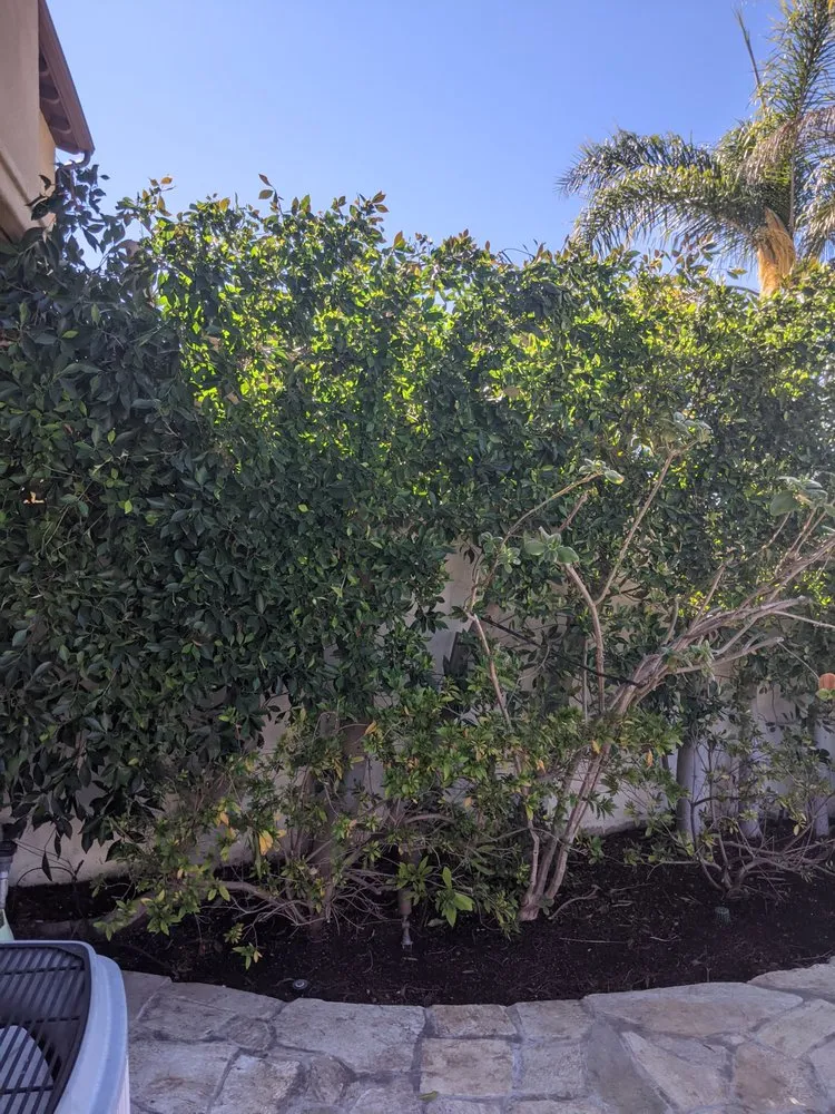 Affordable landscaping services for residential properties across San Juan Capistrano, CA - Alejandro's Landscaping