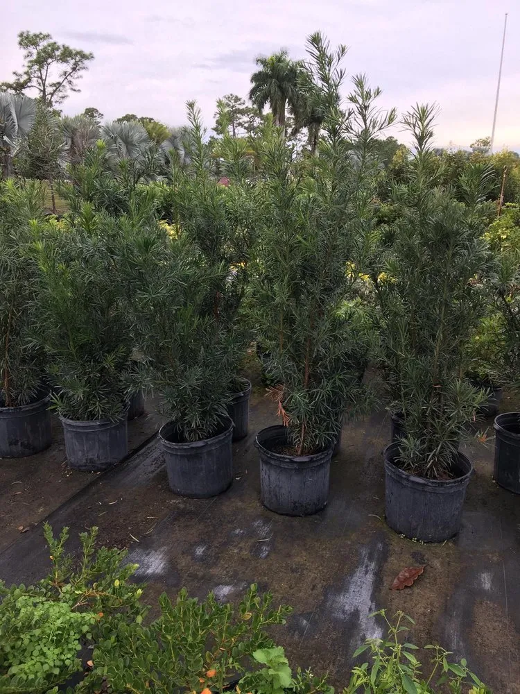 Professional yard maintenance for outdoor upgrades across Stuart, FL - Alejandro's Lawn & Tree Maintenance Llc