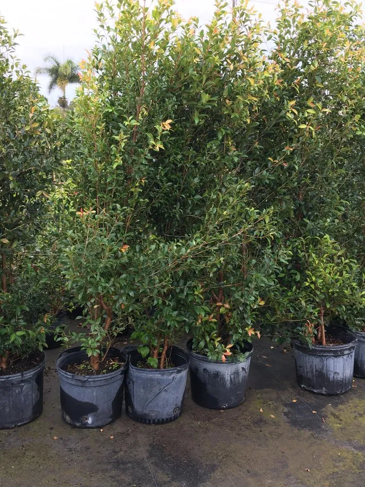 Expert lawn care service in Stuart, FL - Alejandro's Lawn & Tree Maintenance Llc