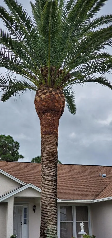 Trusted landscape design in Stuart, FL - Alejandro's Lawn & Tree Maintenance Llc