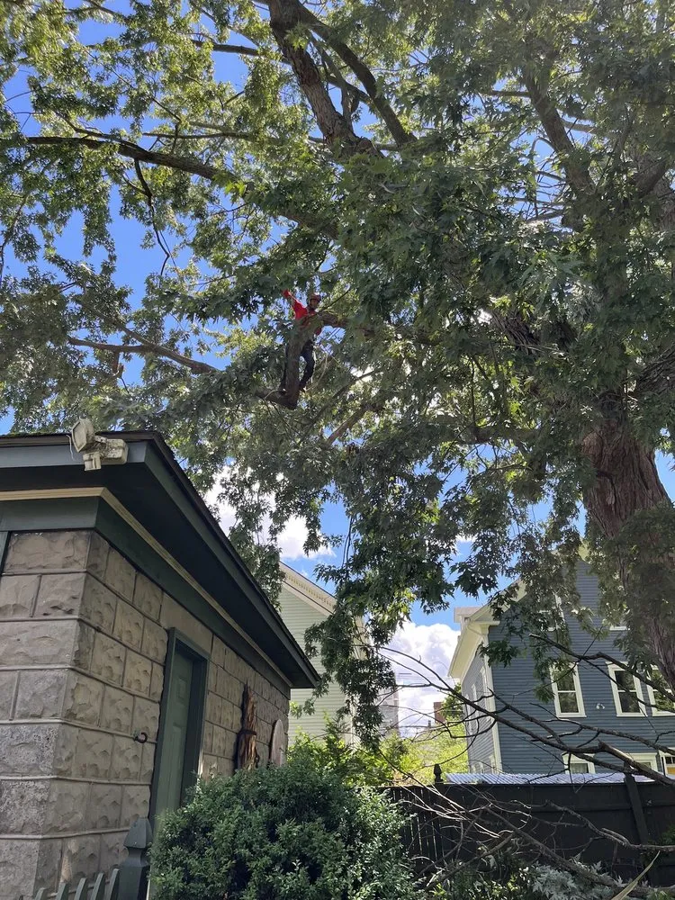 Affordable lawn mowing service in North Providence, RI by Alejandro's Tree Services