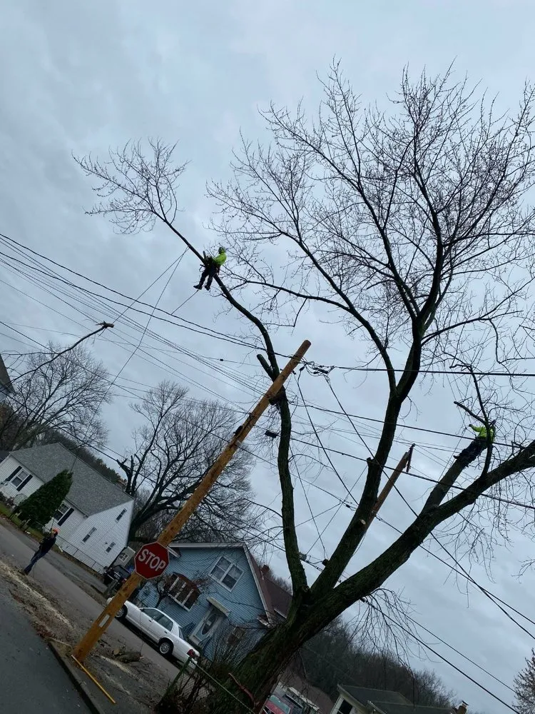 Custom lawn mowing service in North Providence, RI - Alejandro's Tree Services