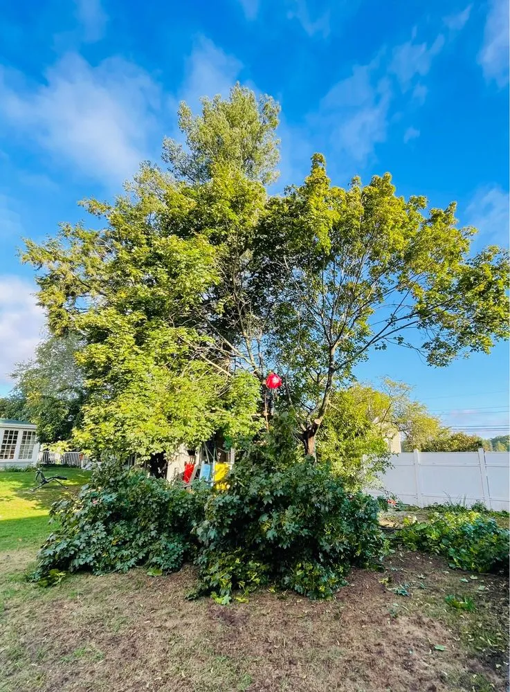 Professional lawn mowing service experts serving North Providence, RI - Alejandro's Tree Services