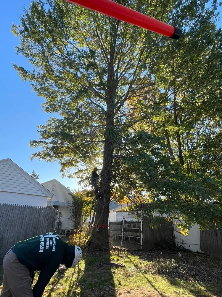Affordable yard maintenance experts serving North Providence, RI - Alejandro's Tree Services
