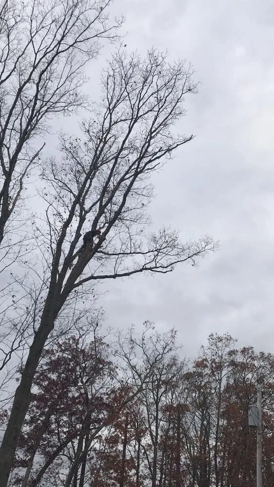 Professional residential landscaping near you in North Providence, RI by Alejandro's Tree Services