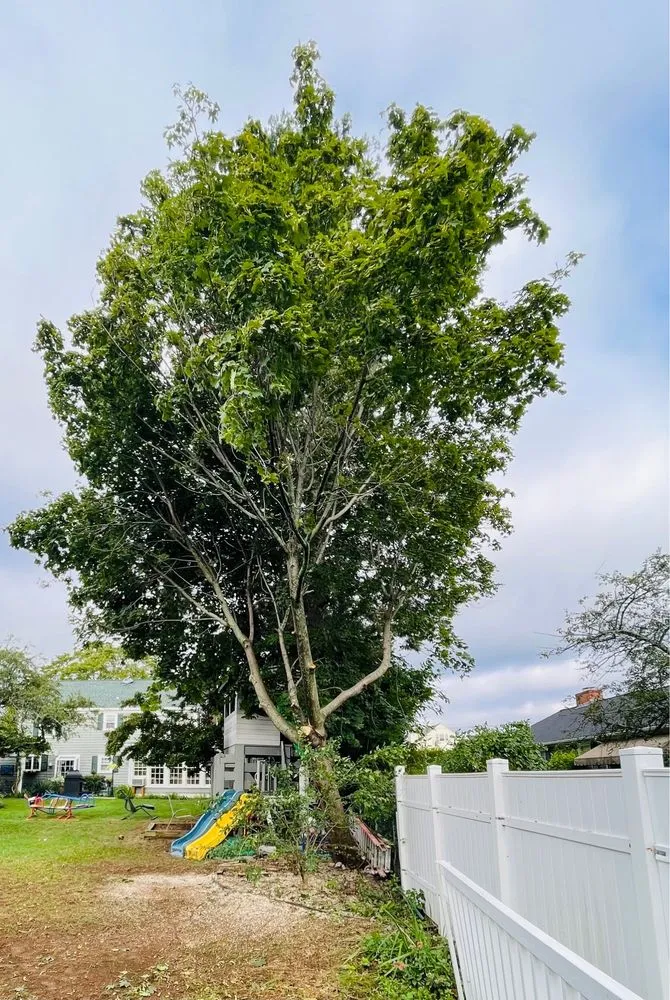 Affordable outdoor landscaping experts serving North Providence, RI - Alejandro's Tree Services