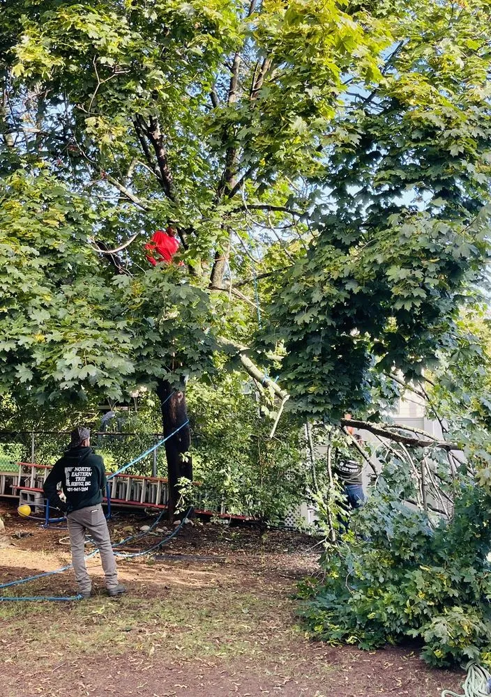 Top-rated yard maintenance in North Providence, RI - Alejandro's Tree Services