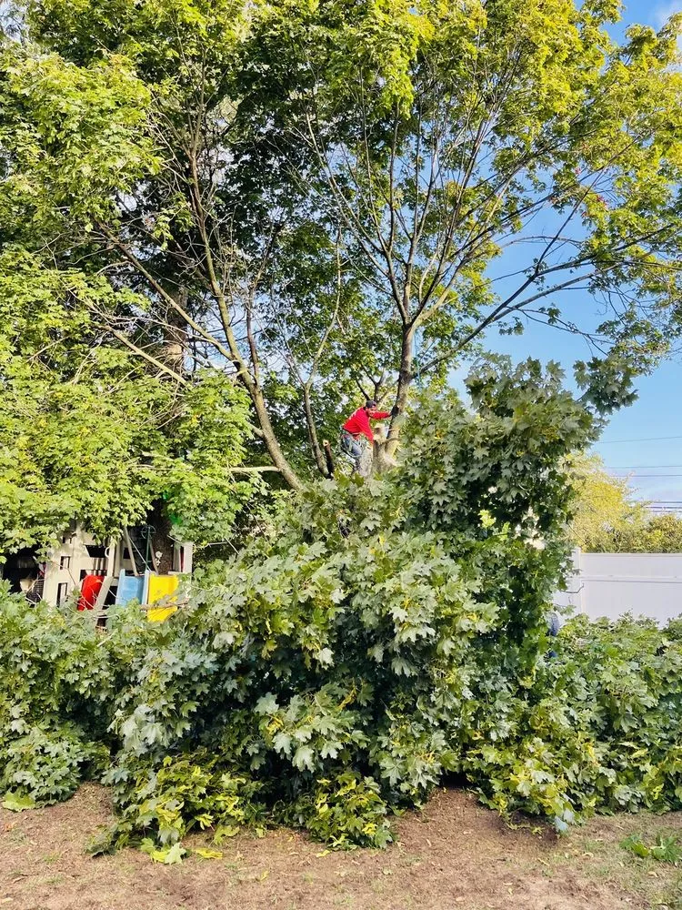 Custom outdoor landscaping experts serving North Providence, RI - Alejandro's Tree Services