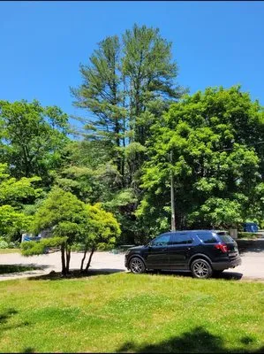 Alejandro's Tree Services