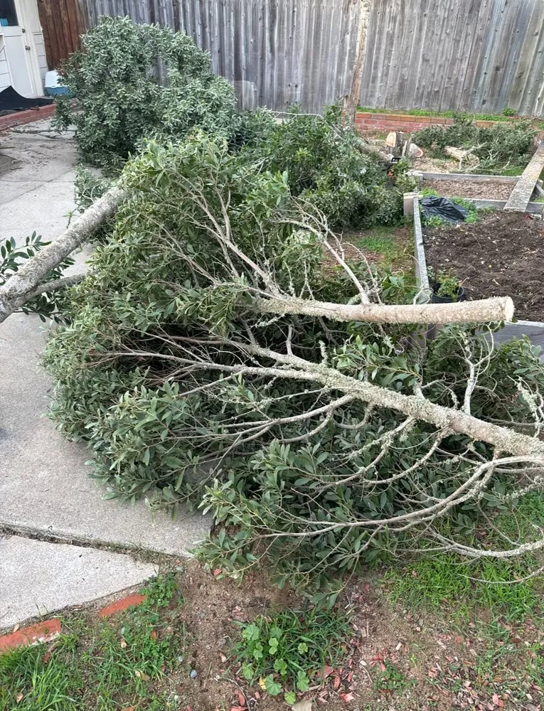 Top-rated yard maintenance in Seaside, CA by Aleman Lawn