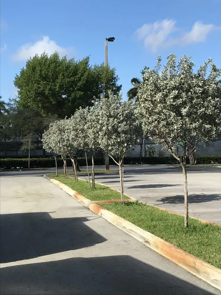 Top-rated outdoor landscaping for year-round maintenance in Miami, FL by Alevon Green