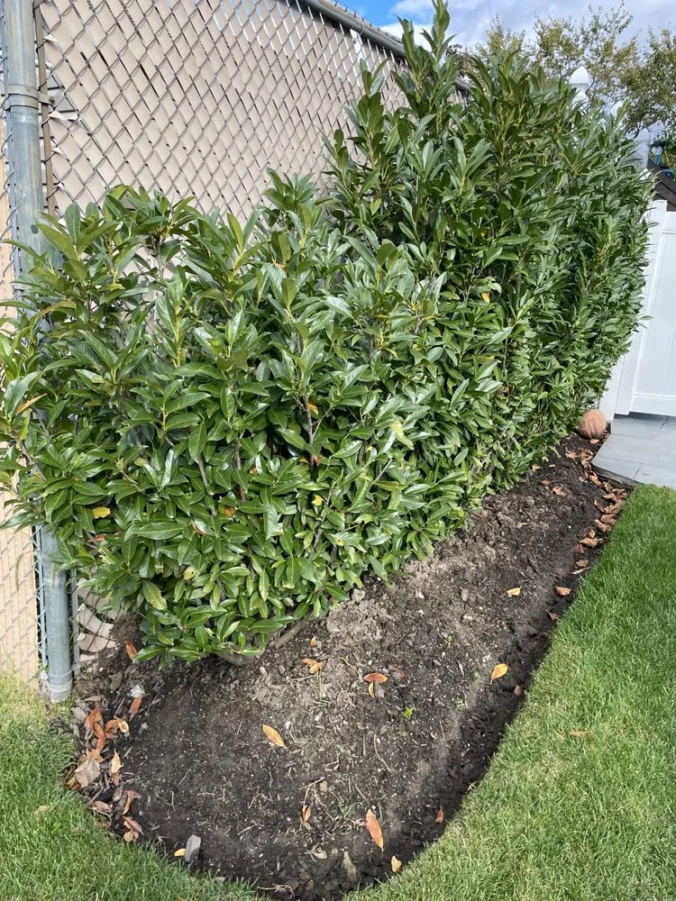 Trusted yard cleanup service in Staten Island, NY by Alex & Sam Landscaping